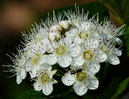 {Physocarpus opulifolius}